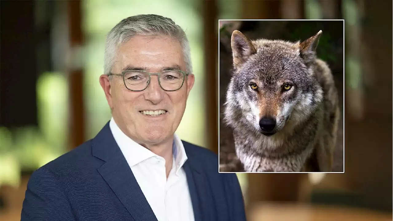 Provincie wist wél vooraf van besluit afschot wolf