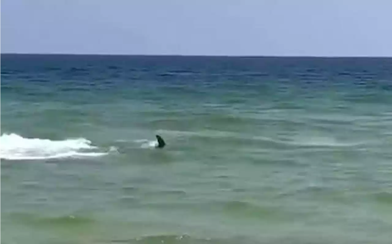 Squalo avvistato a Villasimius in Sardegna, panico in spiaggia