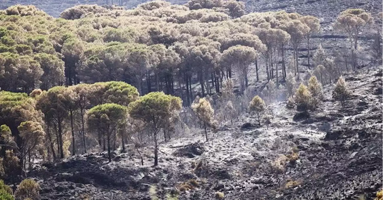 Incendi, oltre 51mila ettari bruciati dall’inizio dell’anno