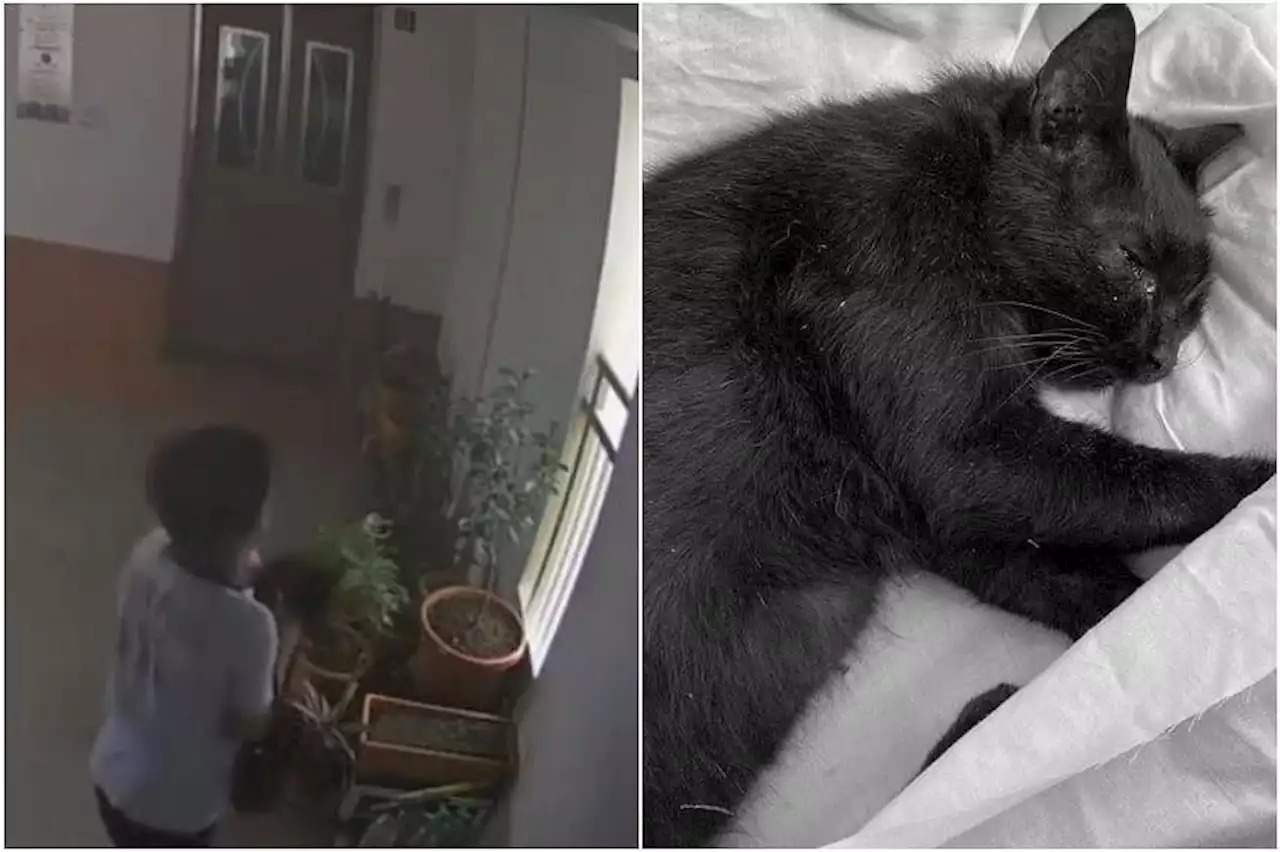 Boy who flung cat off 22nd floor completed rehab programme; issued stern warning