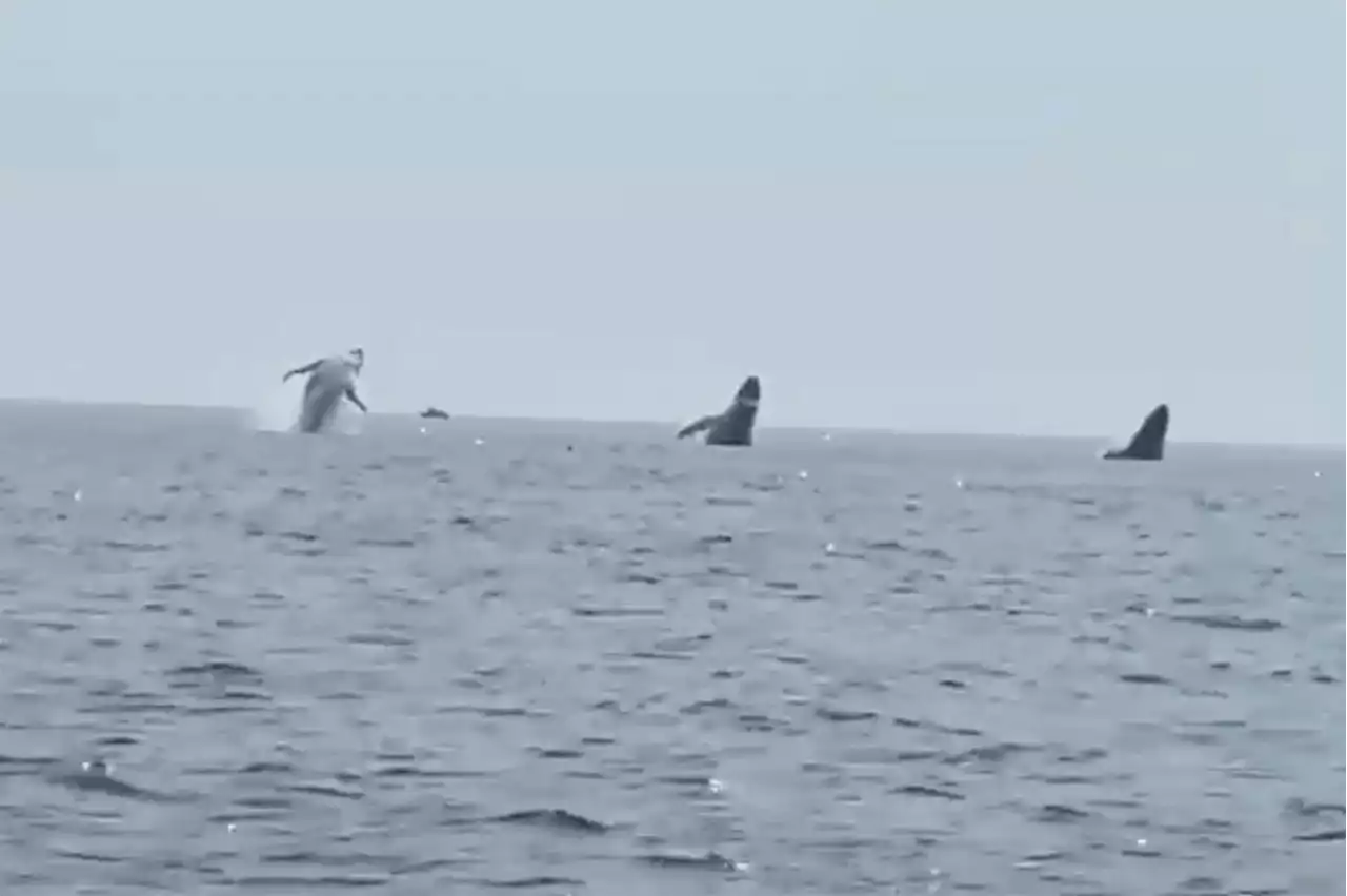 VIDEO: 3 humpbacks jump in unison, in a family birthday surprise - Terrace Standard