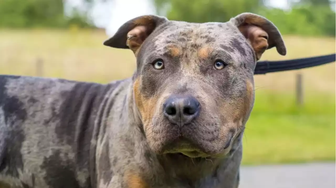 Dog breed affects behaviour, and we need to acknowledge that in the American Bully XL debate