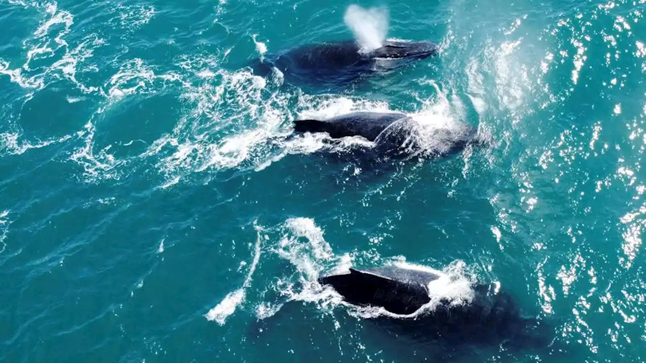 Once feared gone, humpback whales return to Brazilian coast