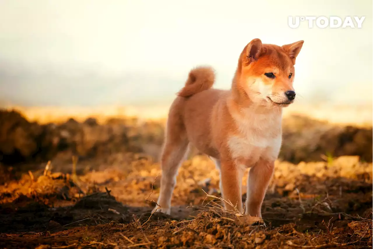 Shiba Inu's Shibarium: Summer Heatwave or Just Hot Air?