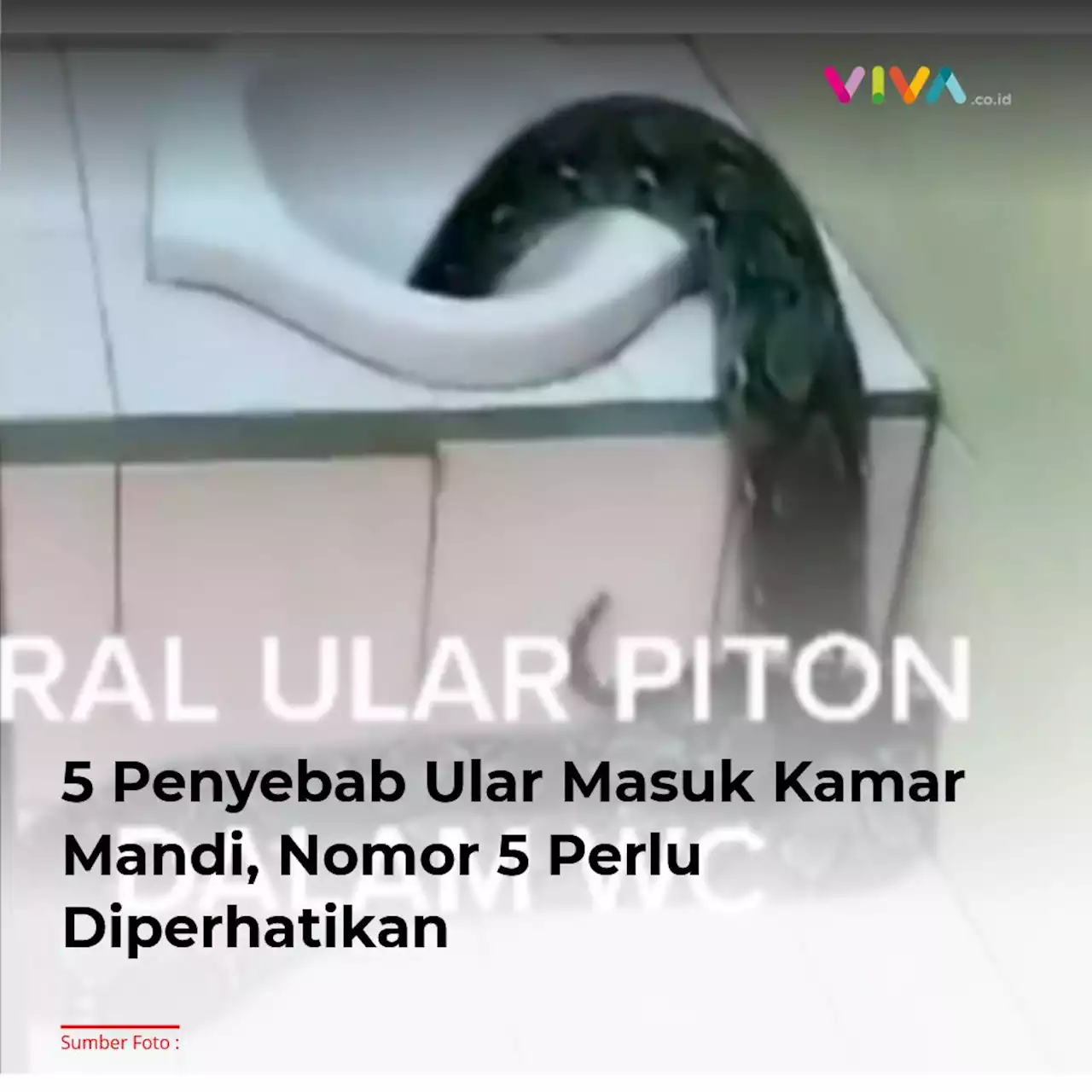 5 Penyebab Ular Masuk Kamar Mandi, Nomor 5 Perlu Diperhatikan