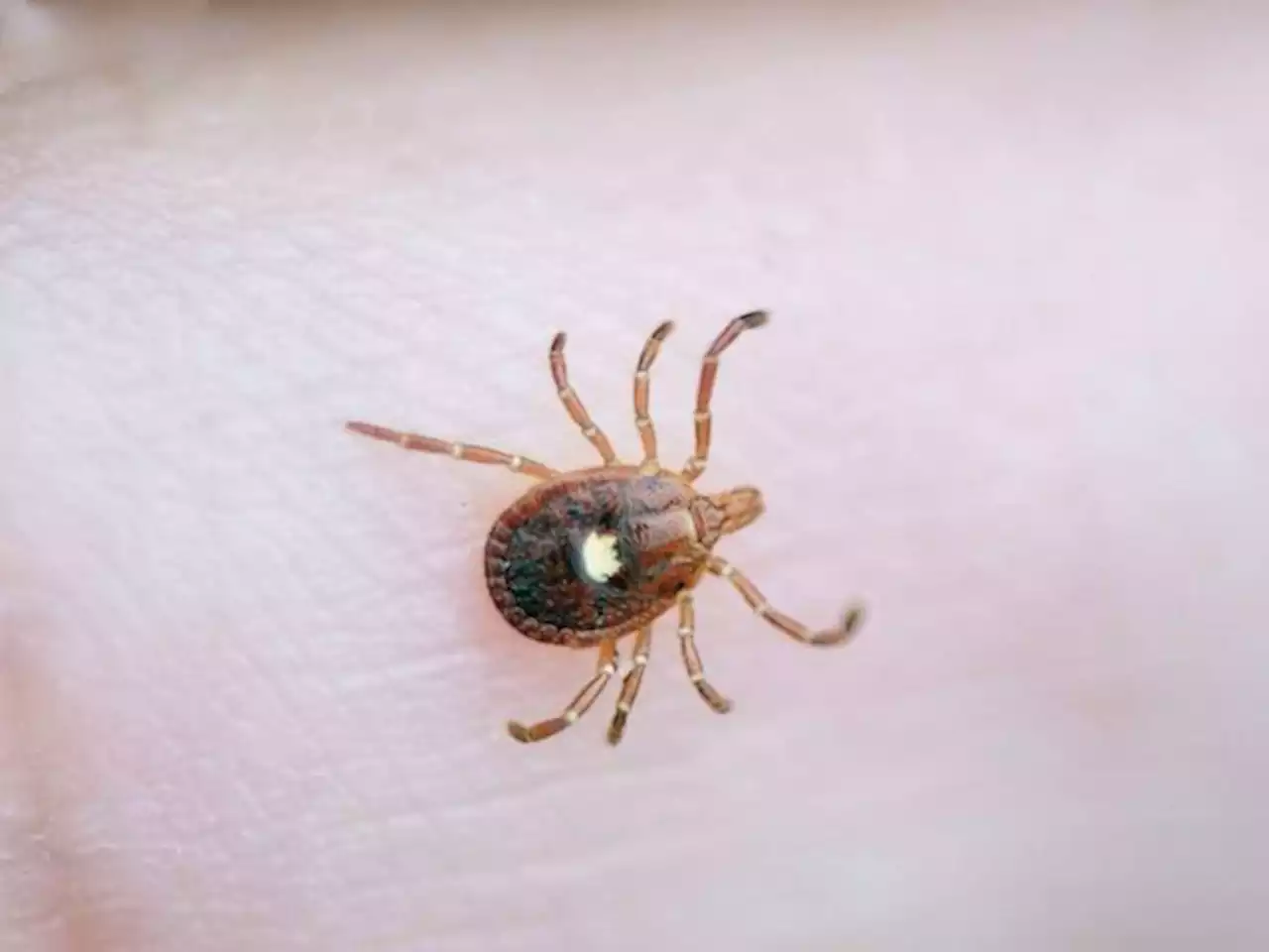 Red meat allergy caused by ticks is an 'emerging public health concern': CDC