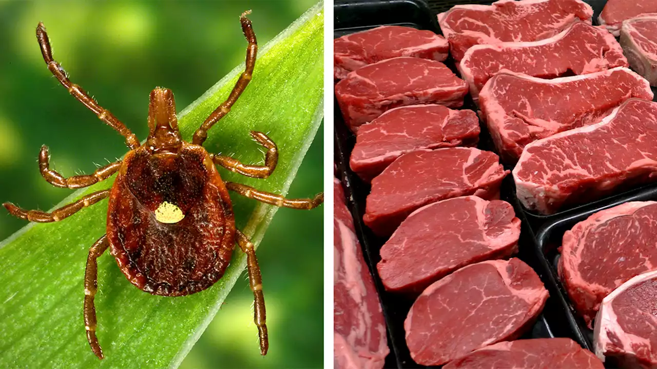 Allergy to red meat caused by tick spit is becoming more common: CDC