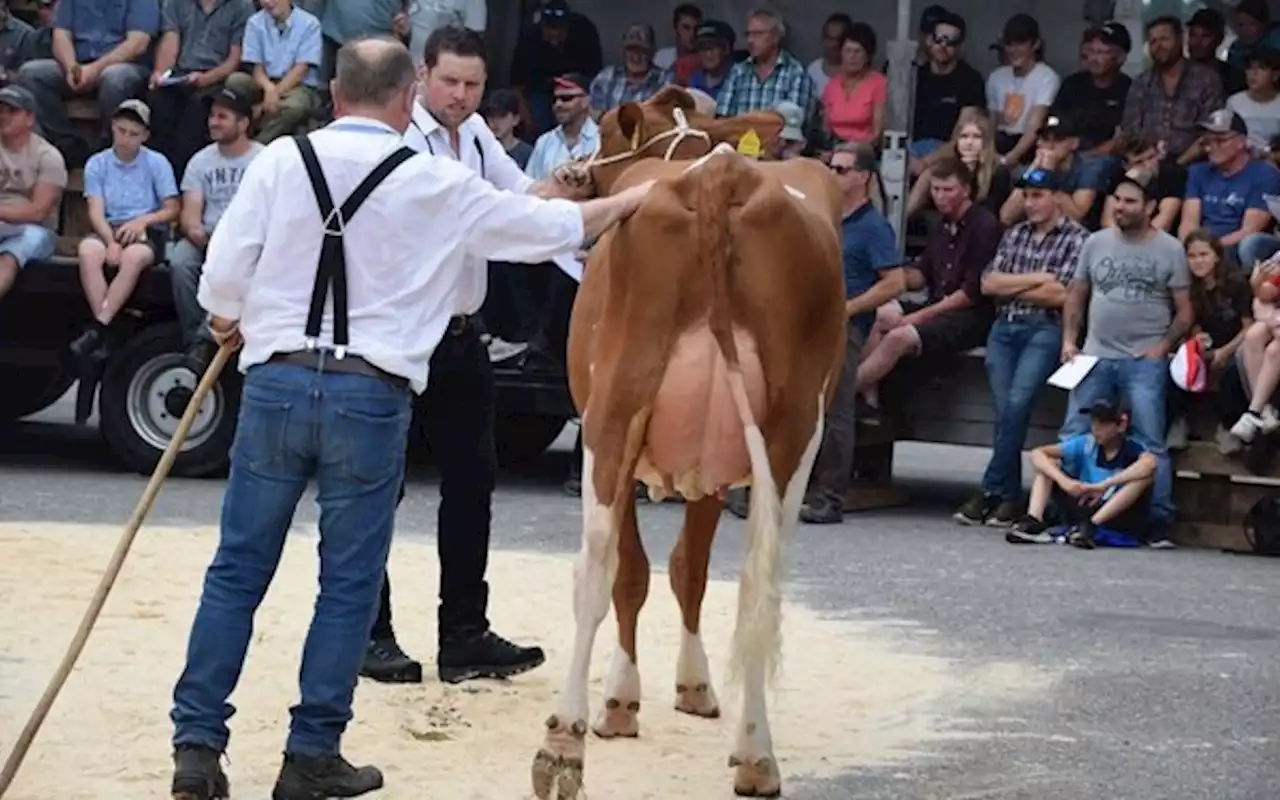 Rote Attraction-Tochter löste den stolzen Preis von 8900 Franken - bauernzeitung.ch