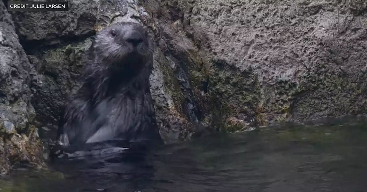 New York Aquarium welcomes new southern sea otter