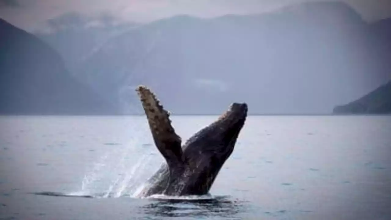 Entangled humpback whale reported off the coast of Tofino