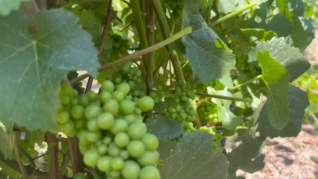 Vancouver Island wine grapes thriving with drought conditions