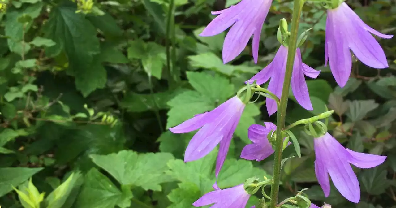 Collecting roadside blooms can sprout chaos in your garden