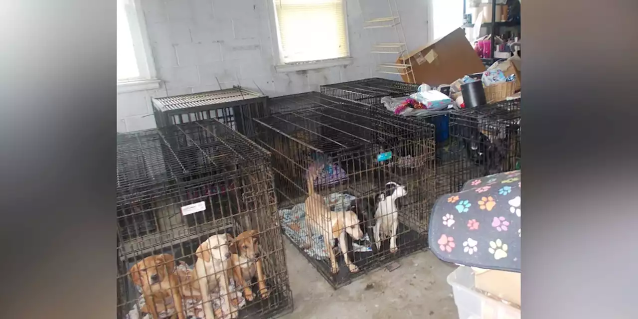 ‘Horrible conditions’: Nearly 30 dogs found dead in freezers; dog rescue owner charged