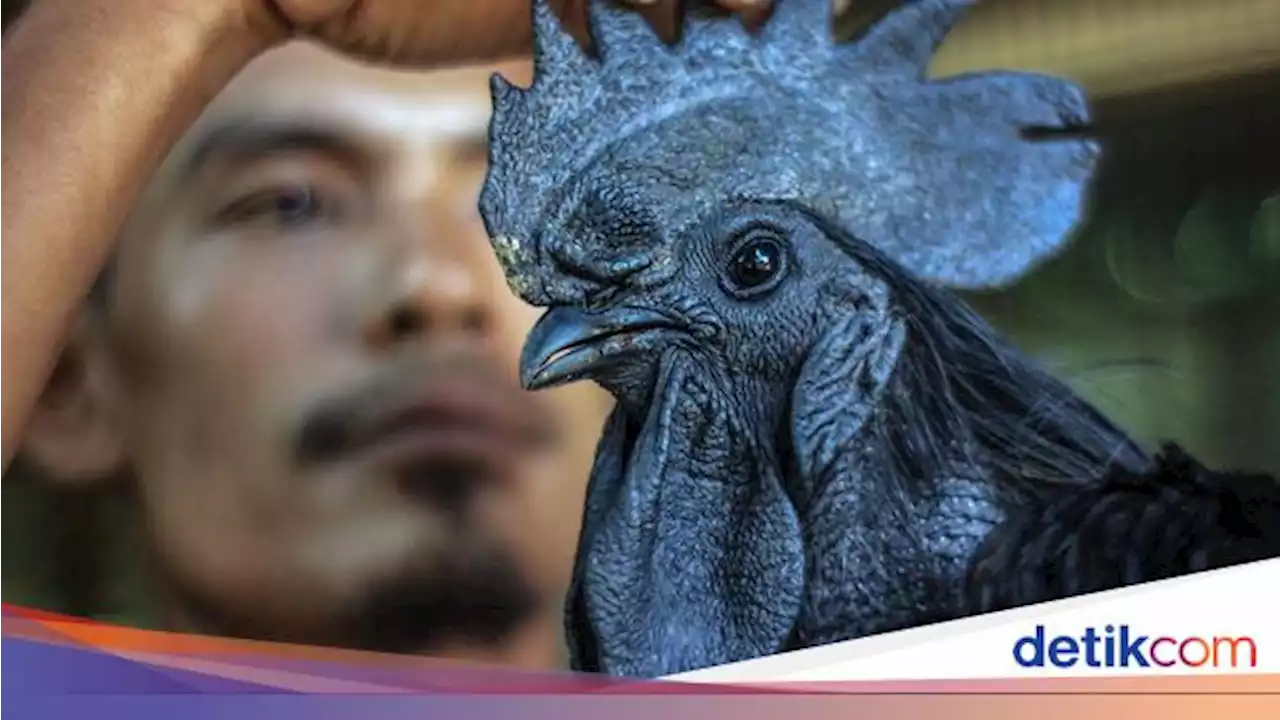 Riwayat Ayam Jadi Hewan Peliharaan Era Sebelum Masehi hingga Dijadikan Makanan