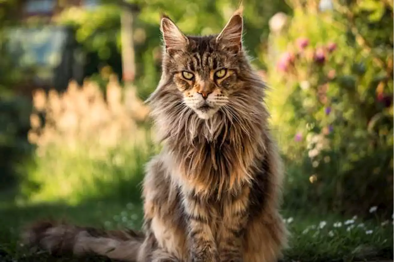 ¿Por qué los gatos maine coon son caros?