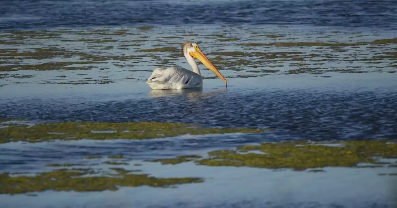 Environmentalists seek to elevate the Great Salt Lake in local policy decisions