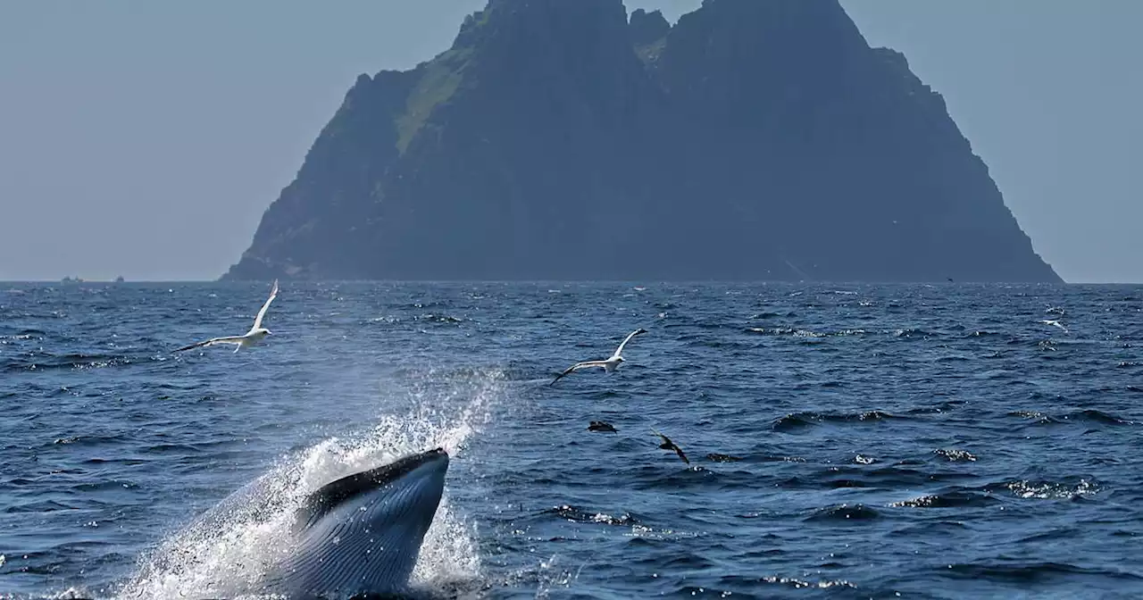 Environmental groups criticise slow progress on protecting Irish waters