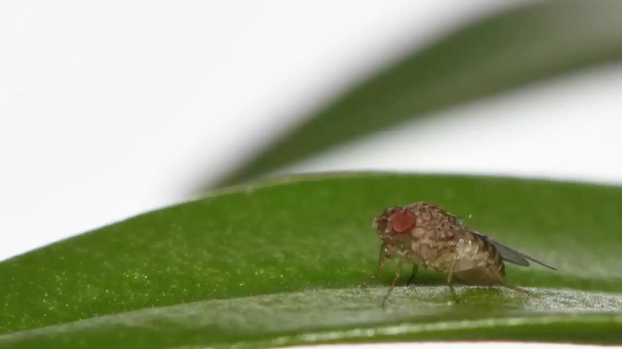 Cientistas criam mosca-da-fruta capaz de gerar filhos sem acasalar