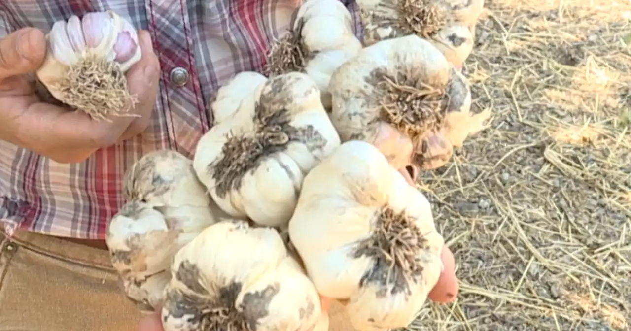 Celebrate garlic at these two southern Arizona festivals Saturday, July 29