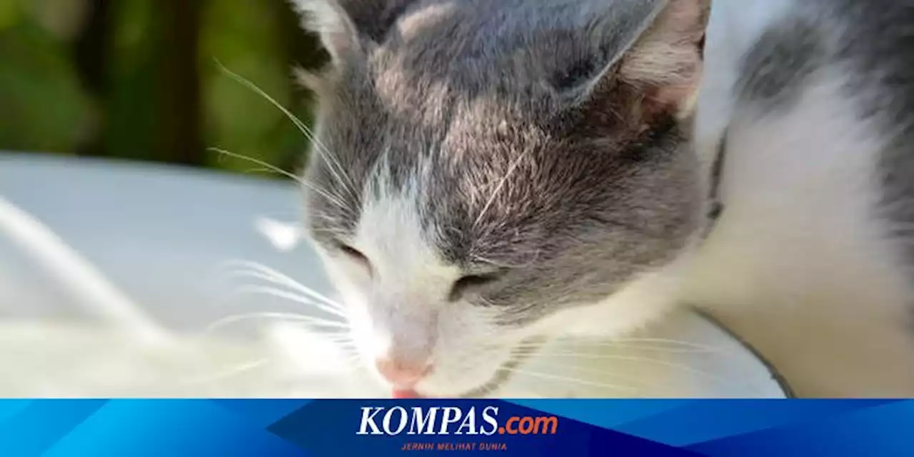 Apa Kucing Boleh Diberi Makan Gula Merah?