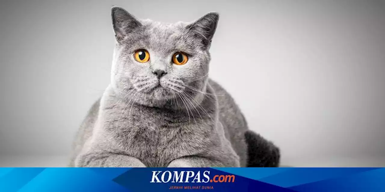 Bagaimana Kucing Mempelajari Sebuah Perilaku? Ini Penjelasannya