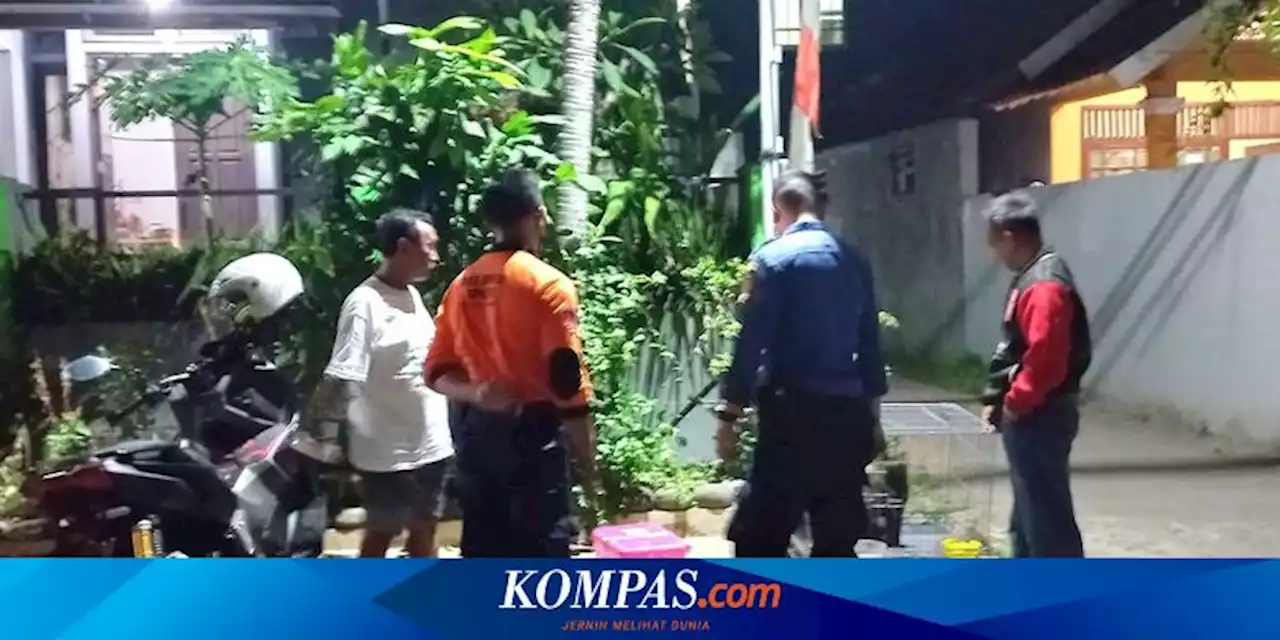 Sejumlah Kucing di Gajah Mungkur Semarang Diduga Rabies, Warga Resah