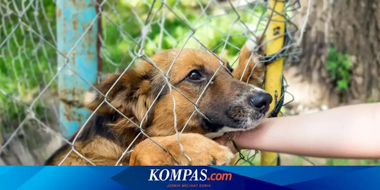 Sudah 2 Bulan Vaksin Rabies Kosong di Sikka NTT, Ribuan Anjing Belum Divaksinasi