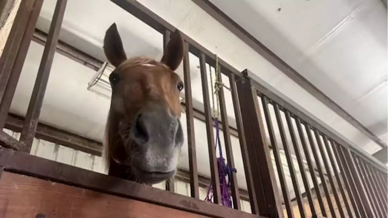 Stables, shelters stress animal safety as summer in Bexar County heats up