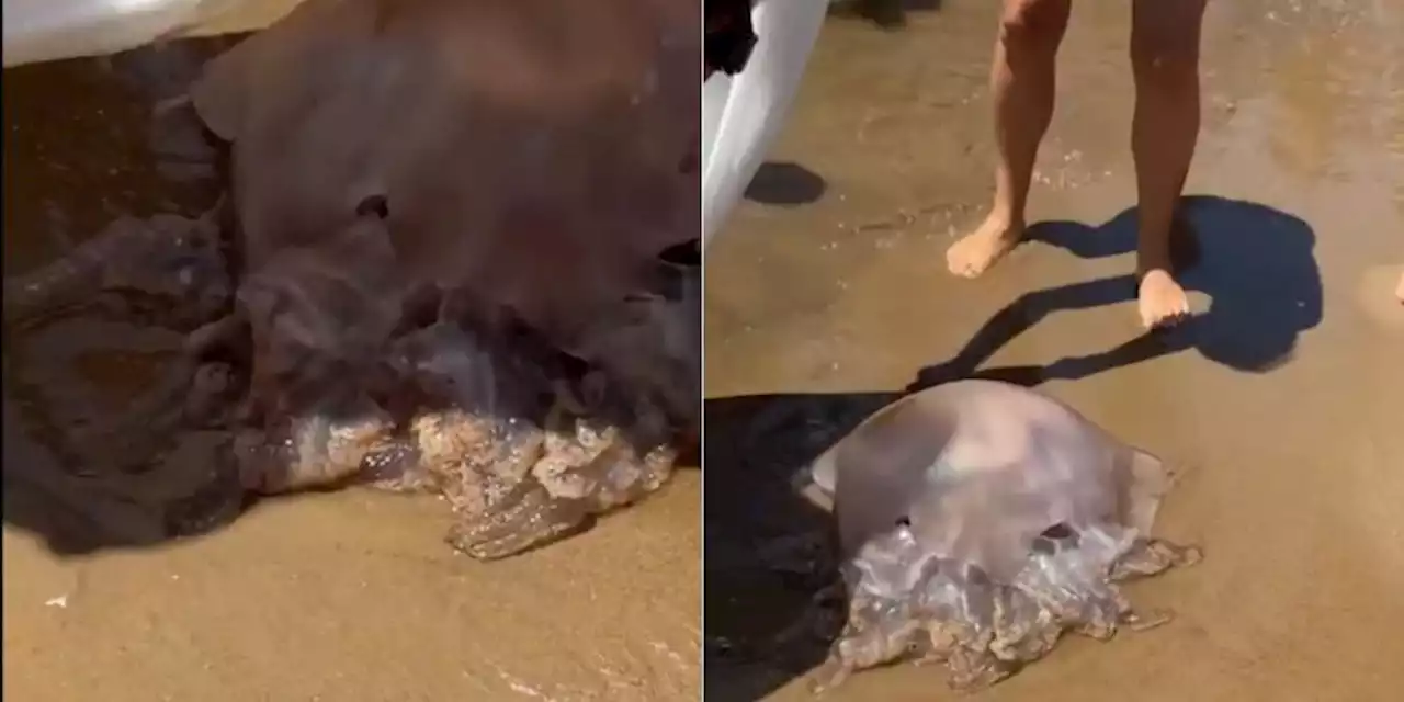 VIDEO | Hallan a medusa 'alíen' en el océano; puede pesar 40 kilos; así se ve