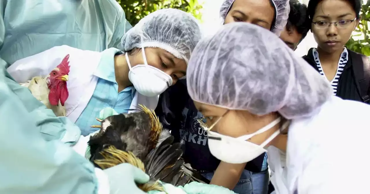 Influenza aviar: detectan un caso en aves de transpatio en la provincia de Salta | Ciudadanos | La Voz del Interior