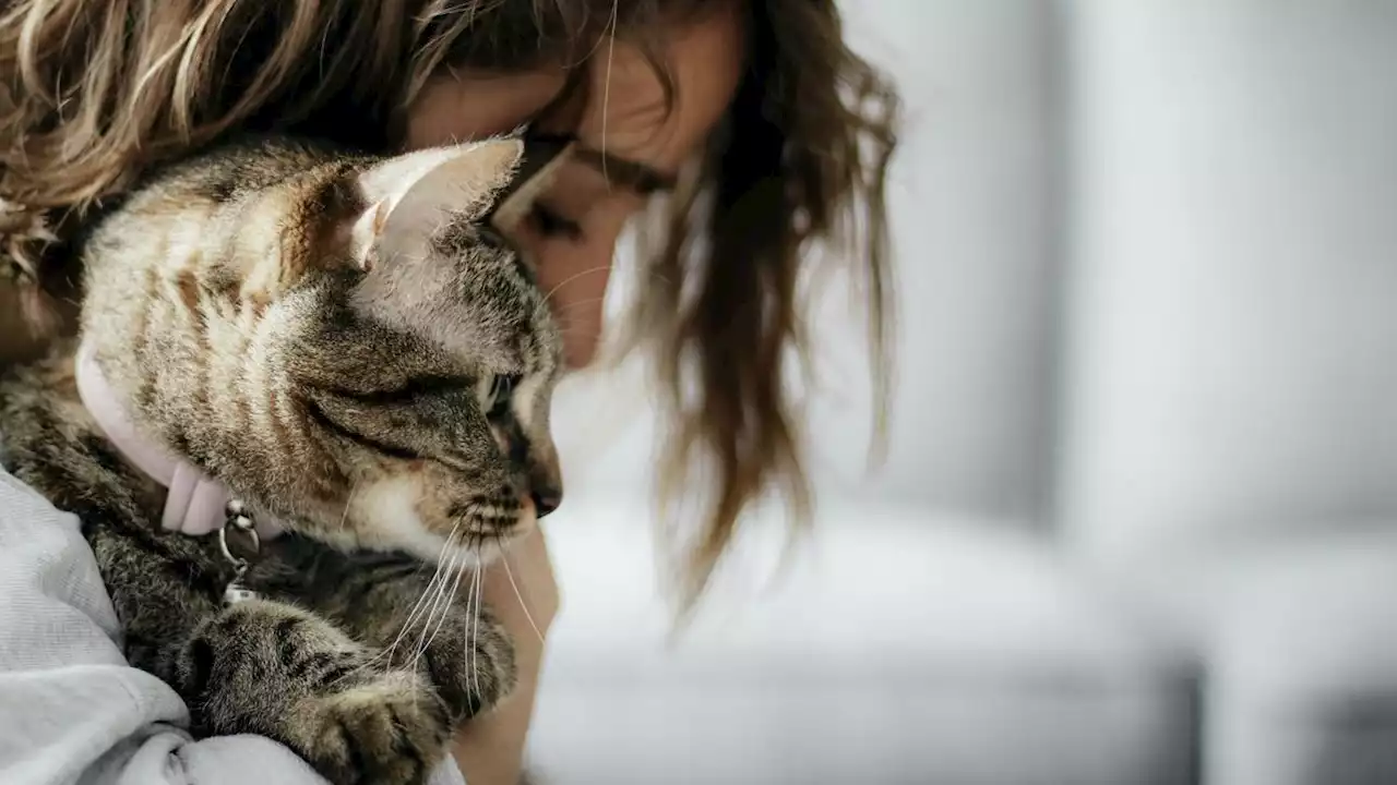 Terlihat Tak Peduli tapi Kucing Tahu Tuannya Sedang Sedih