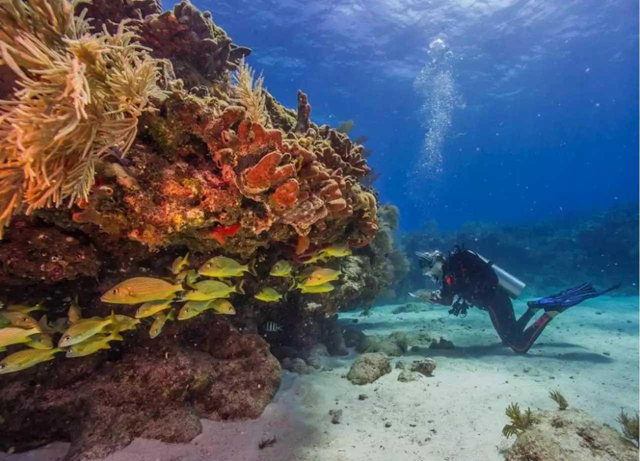 Alarm as seawater heats up off Florida Keys, imperilling reef | The Malaysian Insight