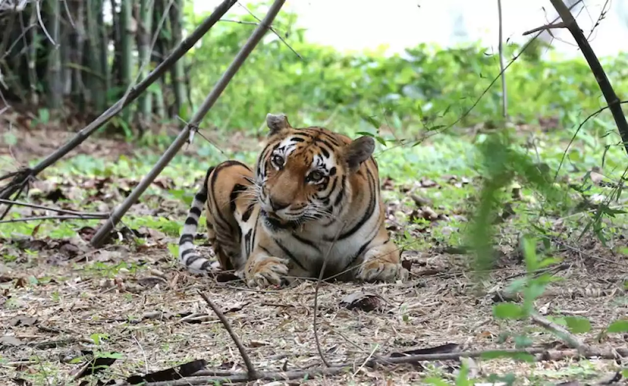 Bangladesh major hub for tiger poaching | The Malaysian Insight