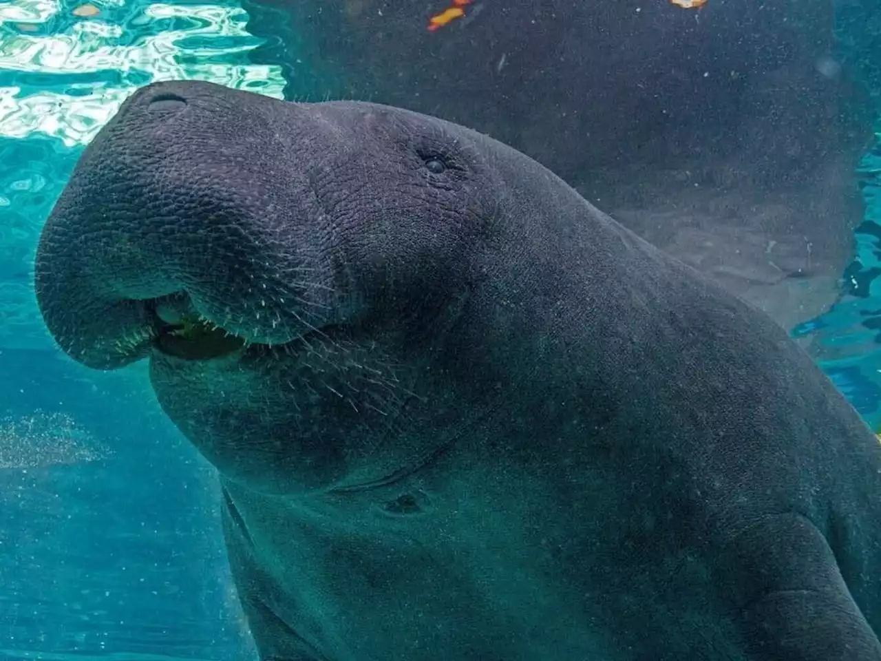 Manatee dies of injuries from sexual encounter with brother at Florida aquarium