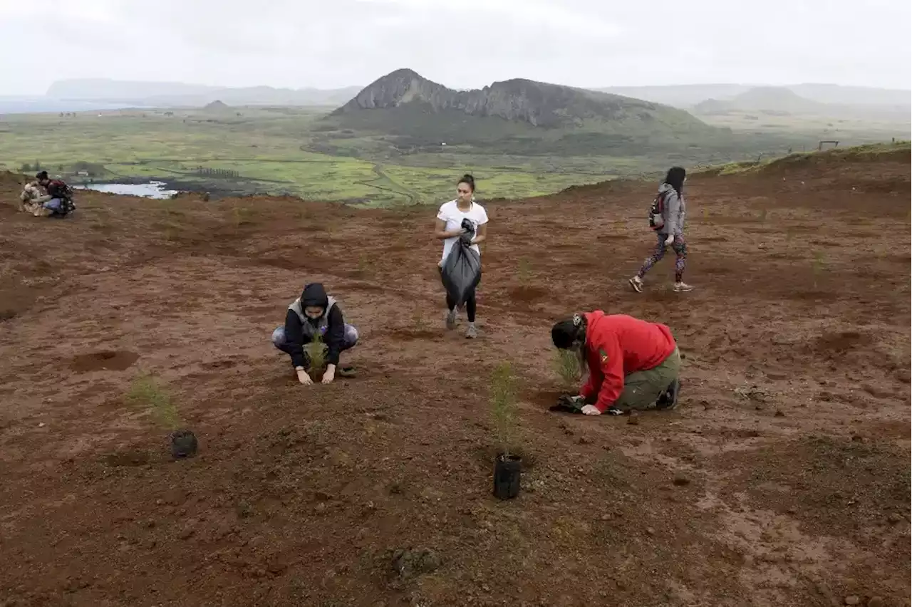 La Isla de Pascua plantará 240,000 árboles contra cambio climático