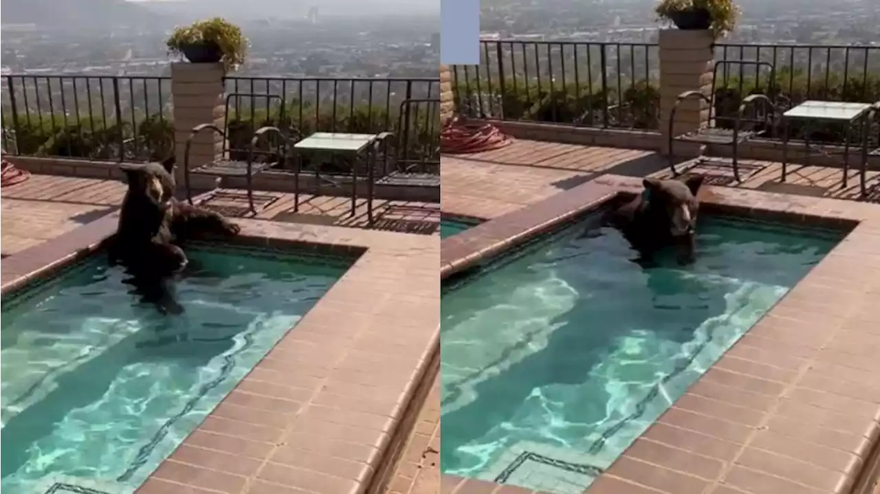 Video: encontraron a un oso refrescándose en una pileta en California