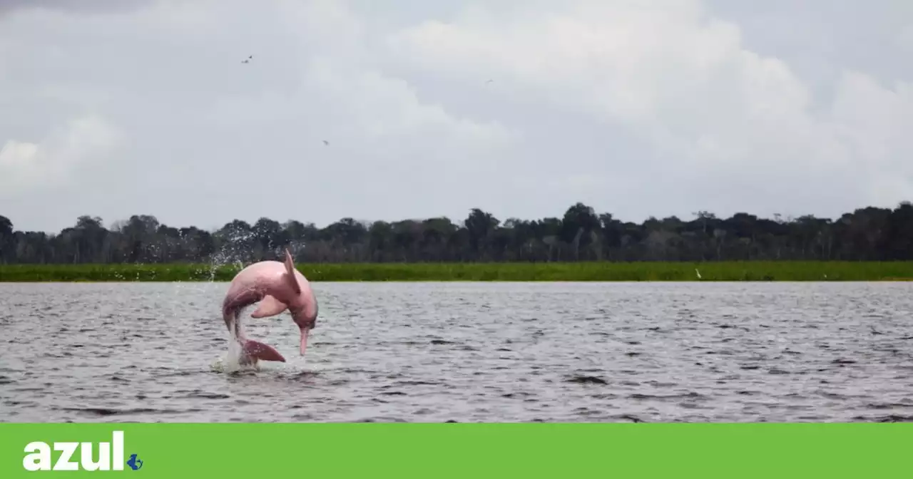 Golfinhos rosa e cinza de rios no Brasil estão ameaçados. A IA pode ajudar a salvá-los