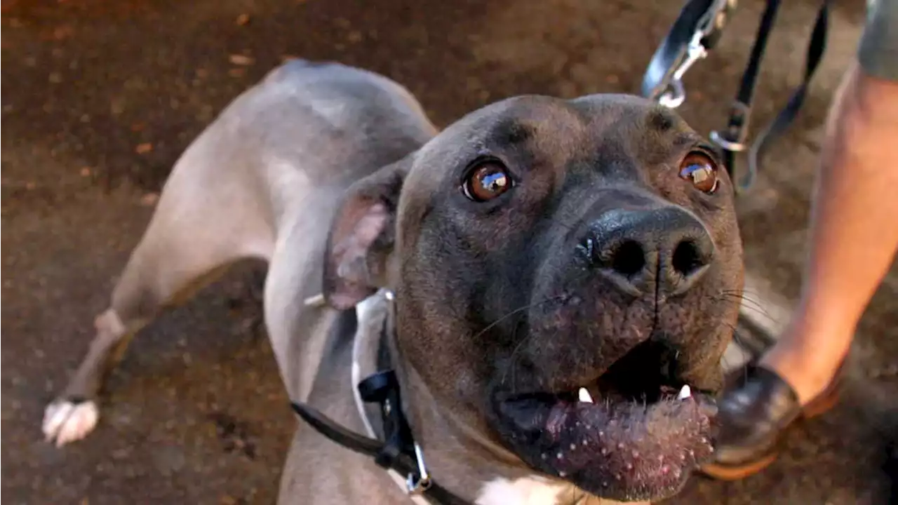 Minaccia passanti con un martello, poi aizza il pitbull contro i carabinieri: morso un militare