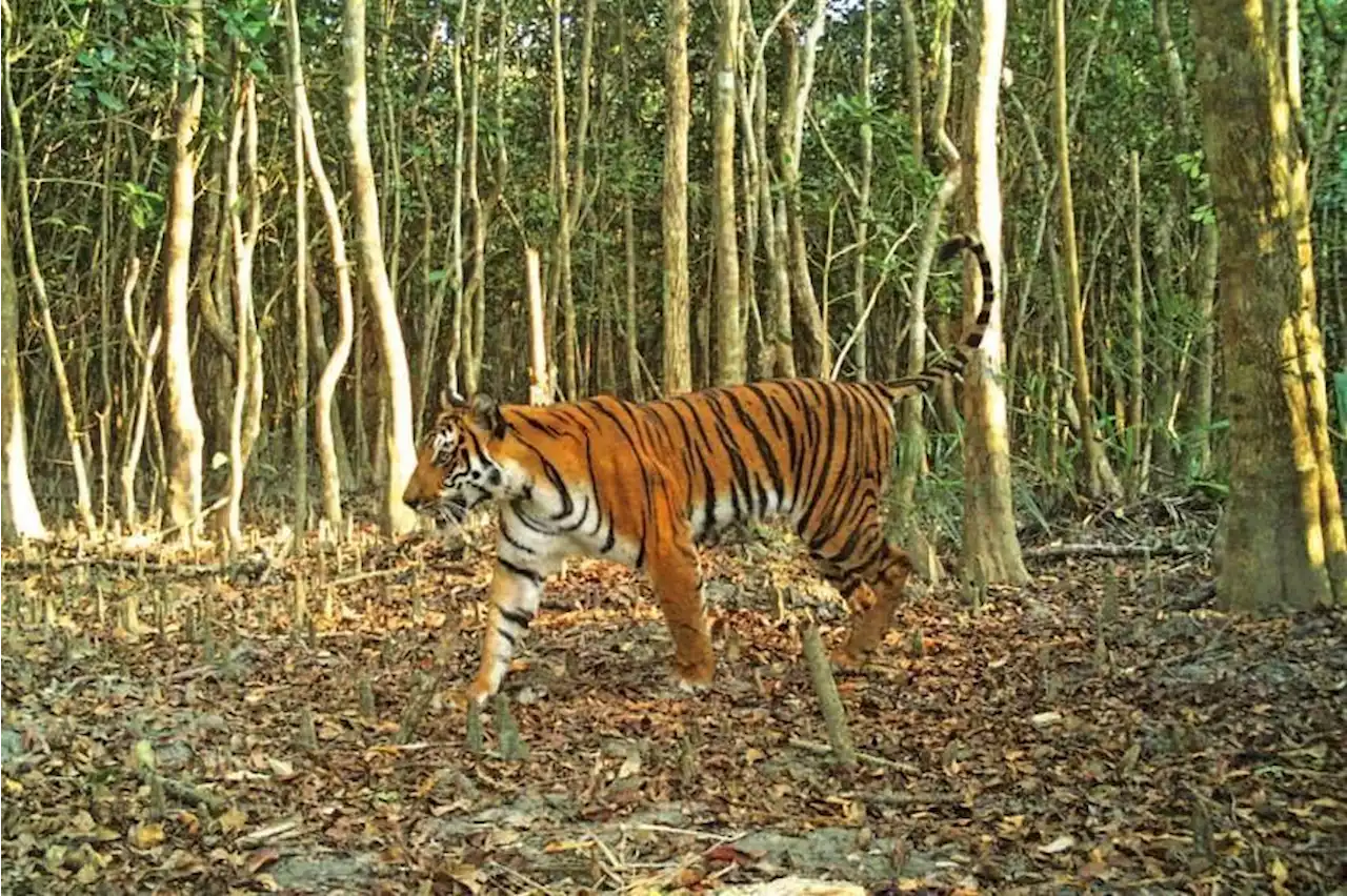 Bangladesh major hub for tiger poaching, says study