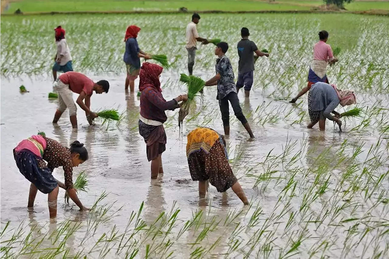 India's rice planting gathers pace as monsoon rains revive