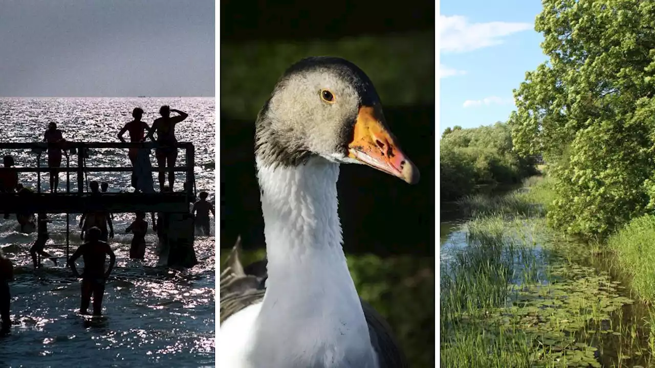 26 år av bajspartiklar i Lommas badvatten – var är källan?