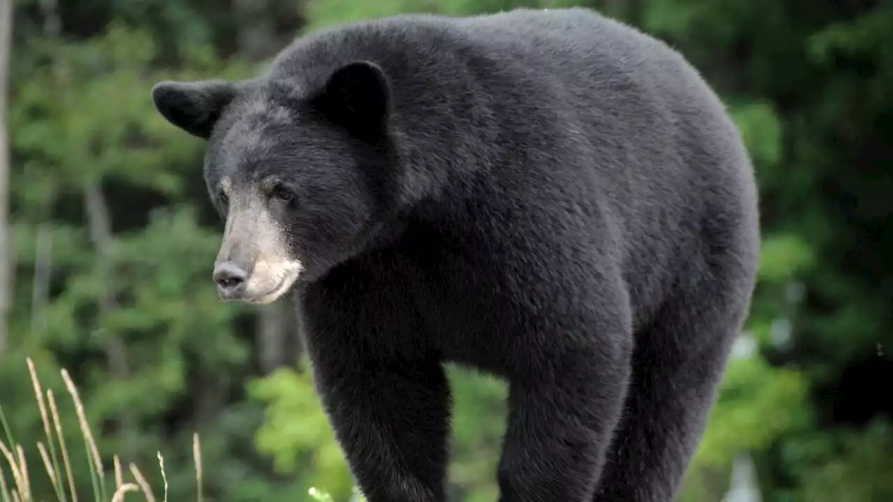 Black bear goes for swim to cool off from the heat