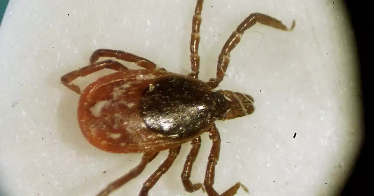 Hungry ticks can use this static trick to land on you and your pets