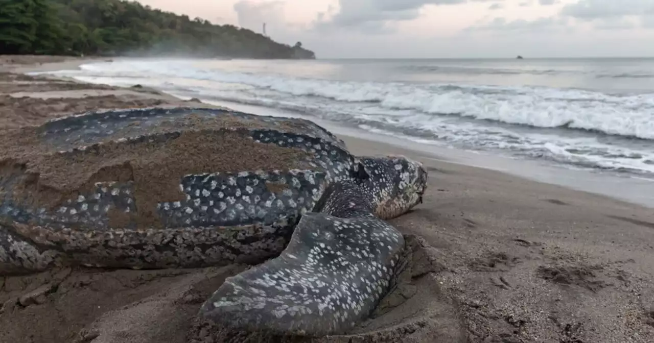 Leatherback sea turtle nest discovered on Outer Banks island is first since 2012