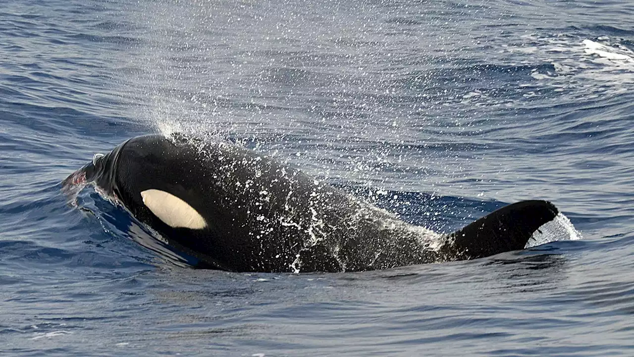 Las orcas volverán a surcar Galicia: 'En un par de días las tendremos aquí'