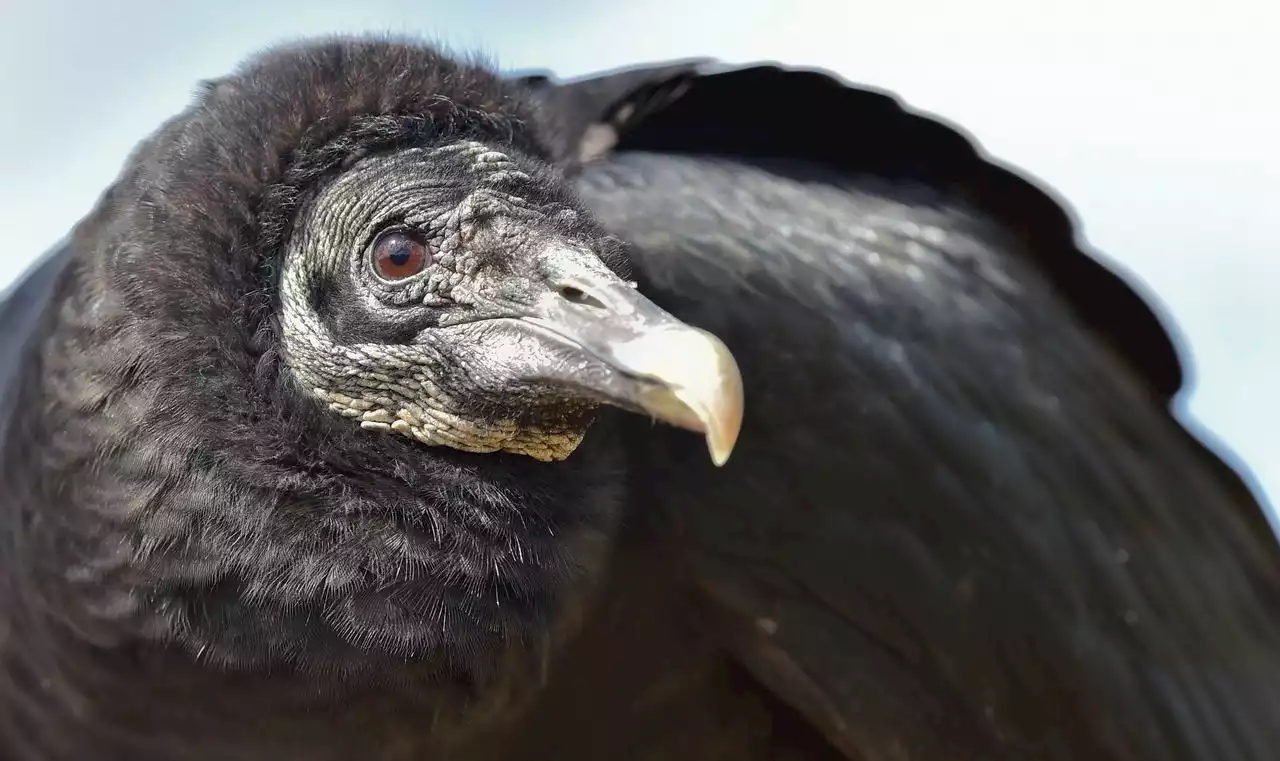 Alabama issuing permits to kill vultures to protect livestock