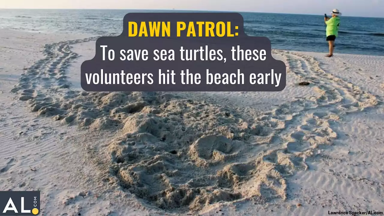 Dawn patrol: To save sea turtles, these volunteers hit the beach early