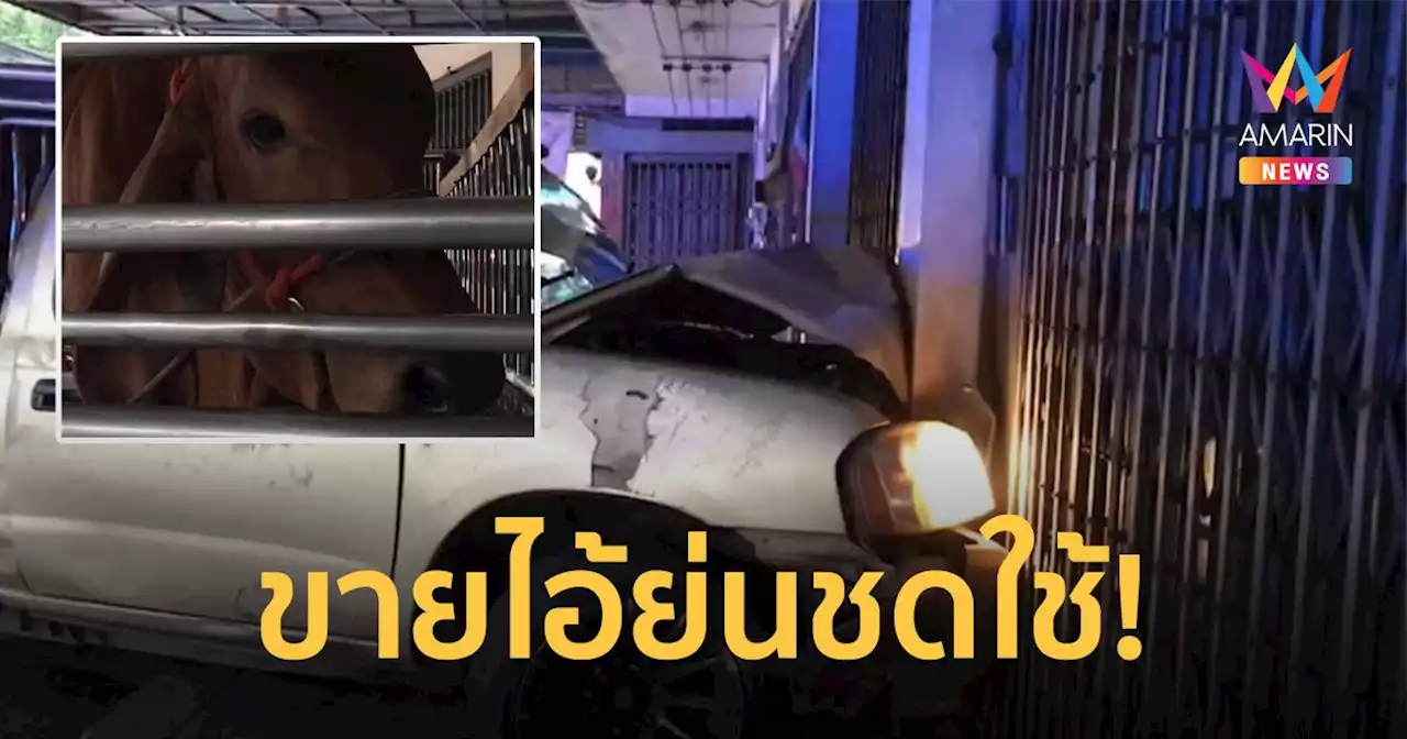 กระบะบรรทุกวัวเสียหลักชนร้านค้า ไม่มีเงินใช้หนี้จะขายวัว คนใจบุญช่วยไถ่ชีวิต