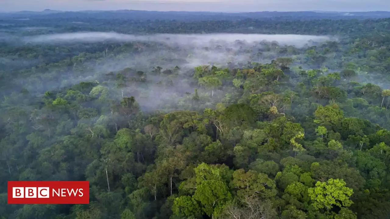 As medidas para evitar que El Niño provoque 'hecatombe' na Amazônia - BBC News Brasil