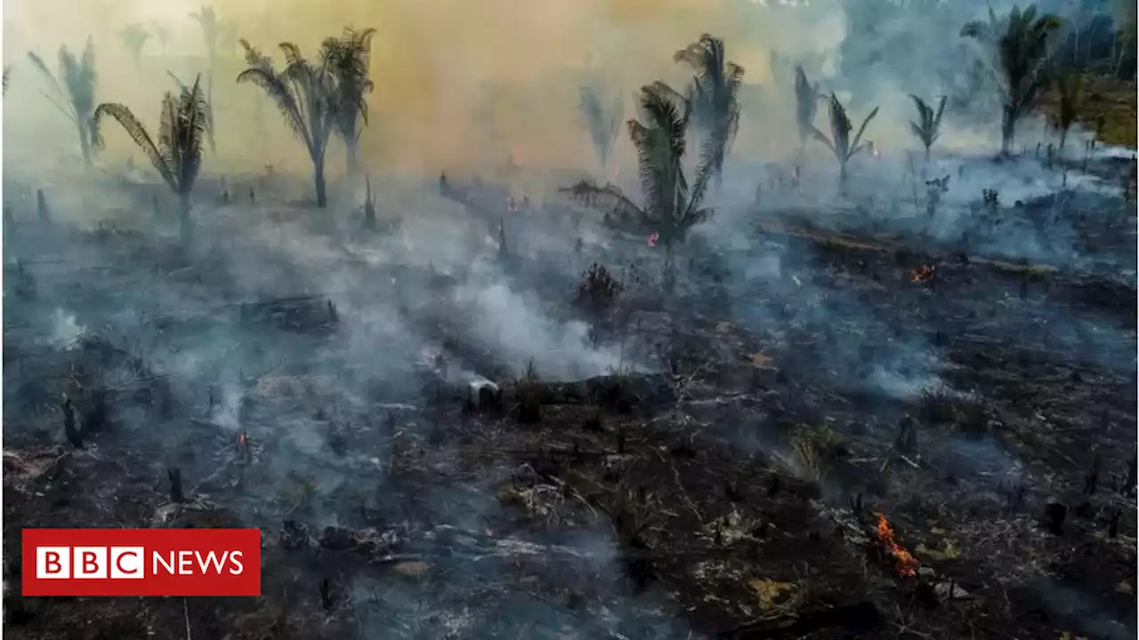 Mundo eliminou 'uma Suíça' em florestas em 2022 — e Brasil liderou perdas - BBC News Brasil